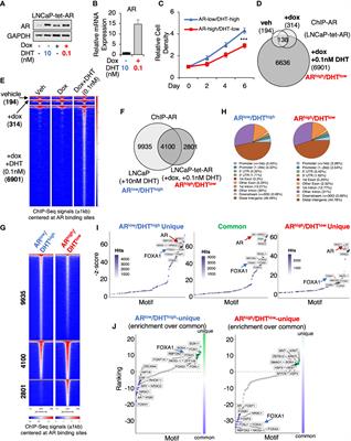 Increased AR expression in castration-resistant prostate cancer rapidly induces AR signaling reprogramming with the collaboration of EZH2